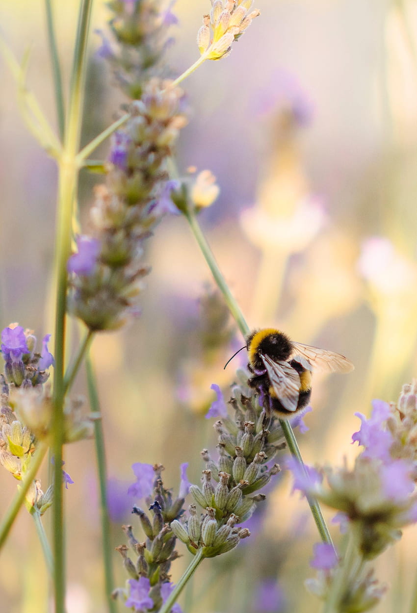 Animals, Flower, Macro, Insect, Bumblebee HD phone wallpaper