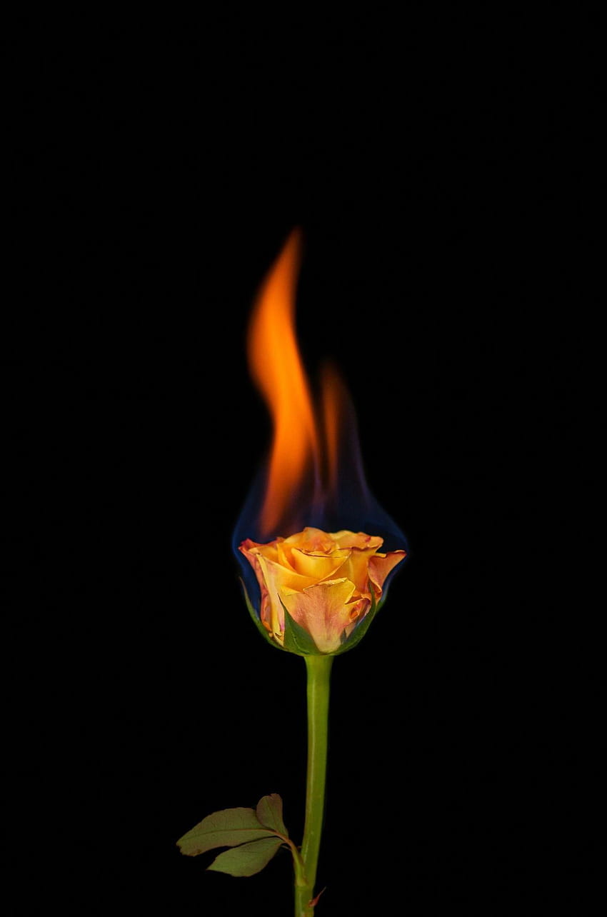 Premium Photo | Heartbroken concept by spectacular burning rose digital art  3d illustration