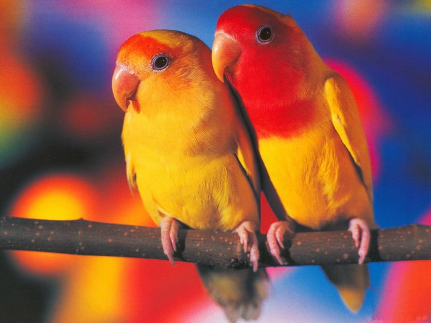 Lovely Parrots, animal, bird, love, parrot HD wallpaper
