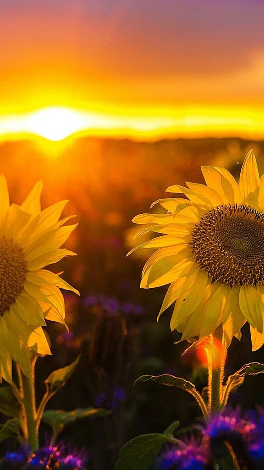 Sunset, Sunflower Sunset HD phone wallpaper | Pxfuel