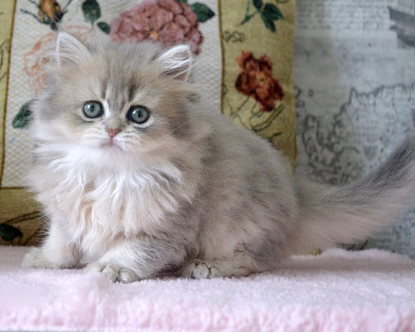 Cute little persian kitten, kitten, cute, liitle, persian HD wallpaper ...