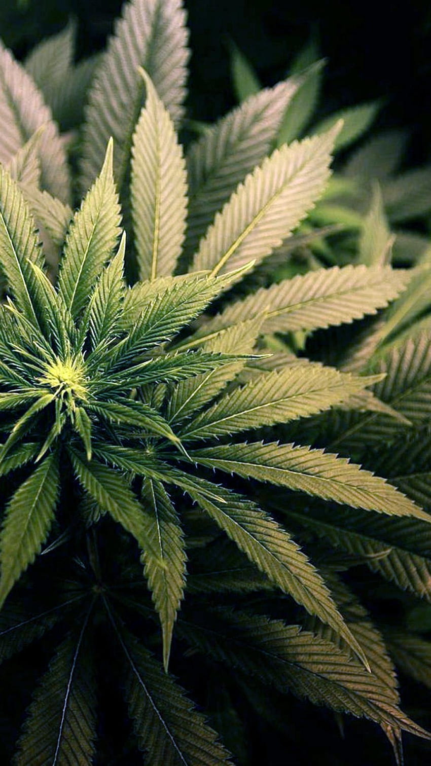 Растения марихуана HD тапет за телефон