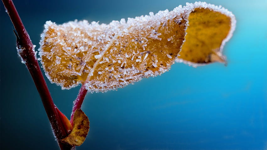 Es pertama, musim dingin, es, beku, graphy, jatuh, daun, abstrak, musim gugur, daun, alam, makro Wallpaper HD