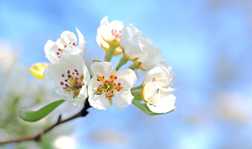 ดอกไม้ มาโคร บาน ดอก สาขา ต้นไม้แอปเปิ้ล วอลล์เปเปอร์ HD