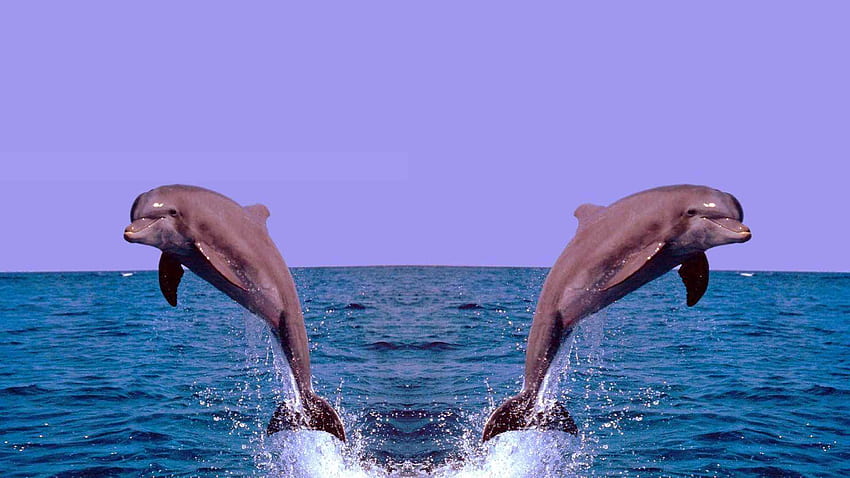 Dolphin 3D HD wallpaper | Pxfuel