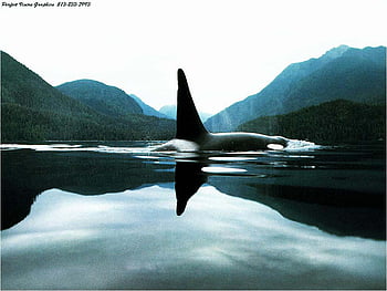 Orca wallpaper hires stock photography and images  Alamy