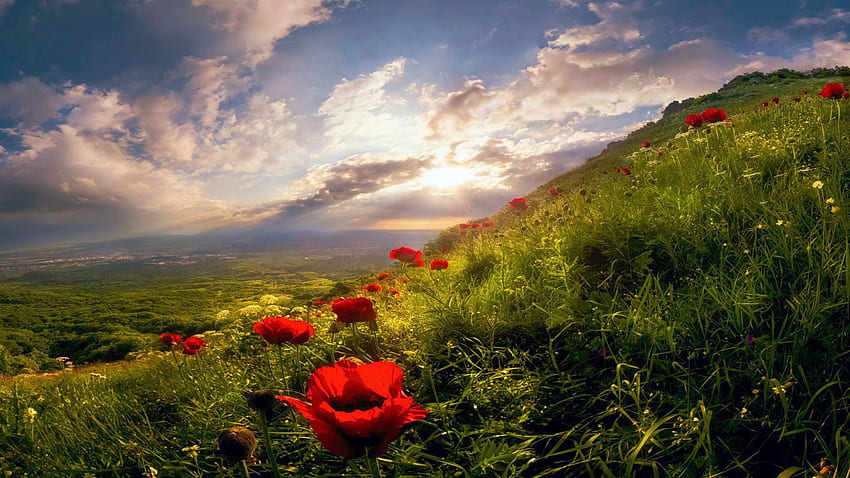 Flores en las montañas de Rila, Bulgaria, amapolas, colinas, brotes, mañana, flores, nubes, cielo, amanecer fondo de pantalla