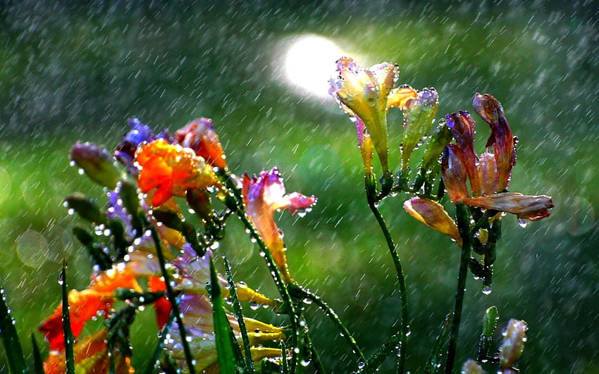 CHUVA DE VERÃO, verão, molhado, chuva, flores de chuva papel de parede HD