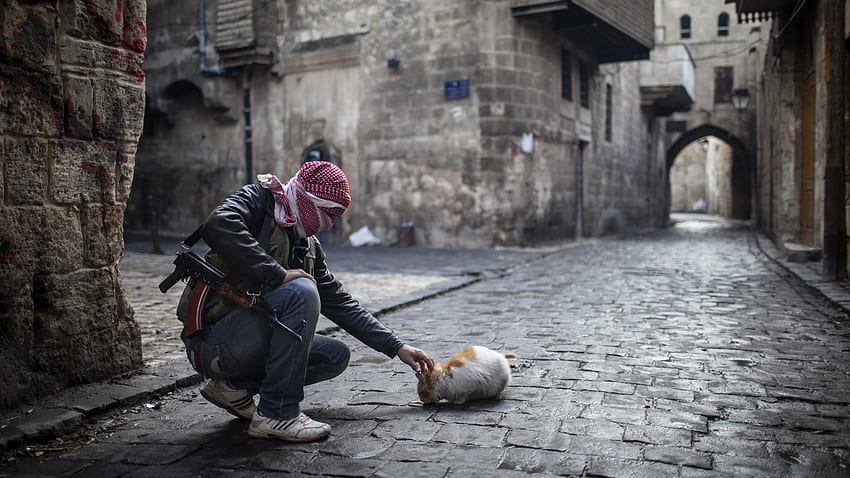 война, котка, улица, пистолет, Алепо, Сирия / и мобилен фон HD тапет