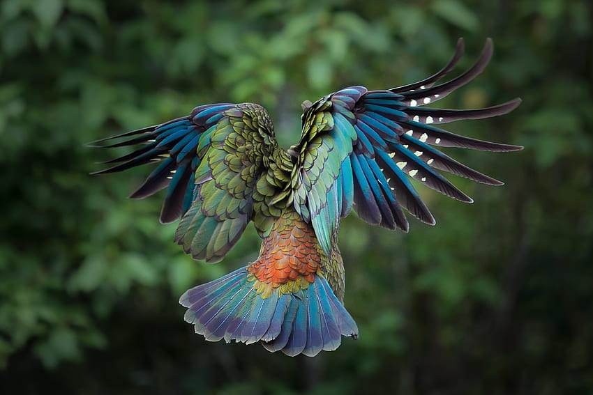 Kea HD wallpaper