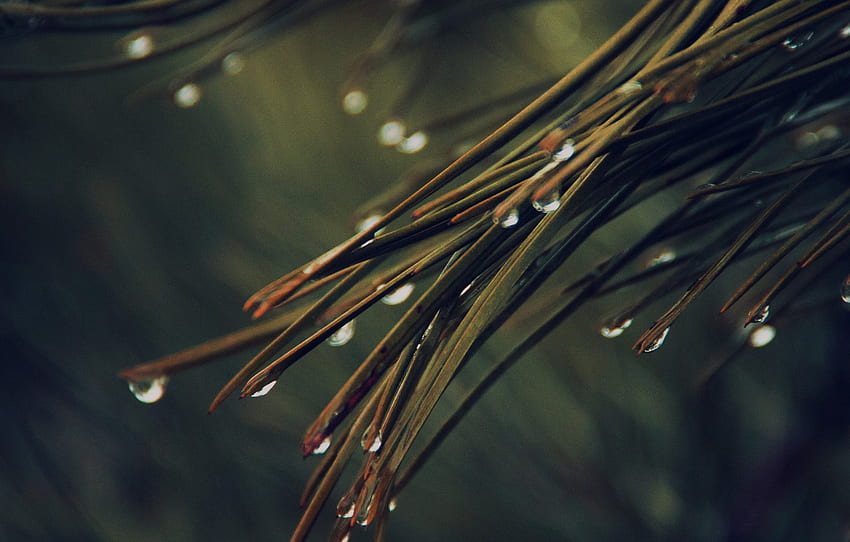 rain, nature, tree, drops, dark green, pine, needles for , section макро HD wallpaper