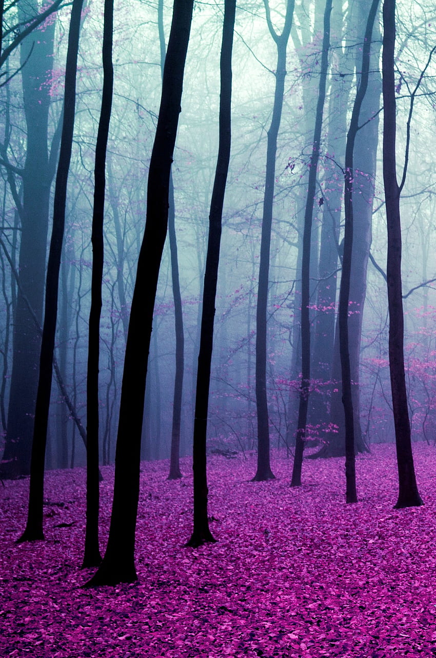 pink forest, Pink Forest Phone HD phone wallpaper