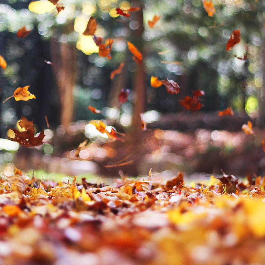 Autumn, Sunrays, Trees, Forest, Fall for Apple iPad Mini, Apple IPad 3, 4  HD phone wallpaper | Pxfuel