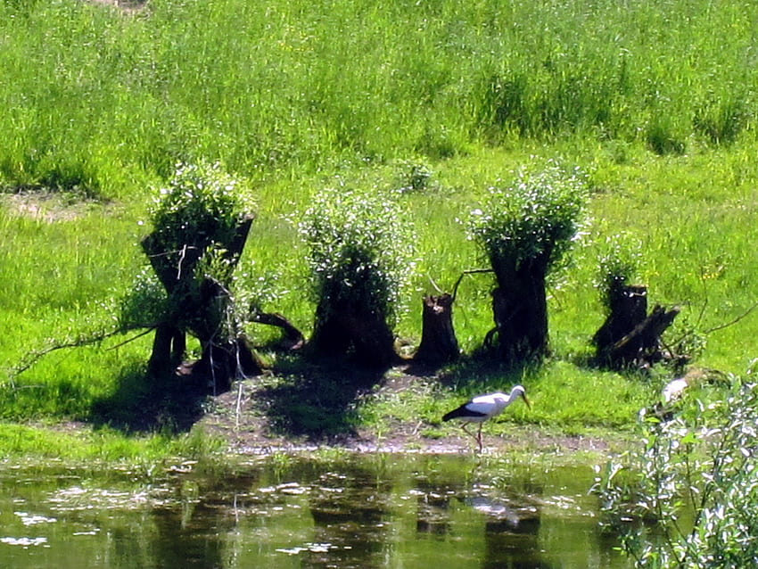 ^^ Stork ^^, birds, trees, nature, grass, water HD wallpaper