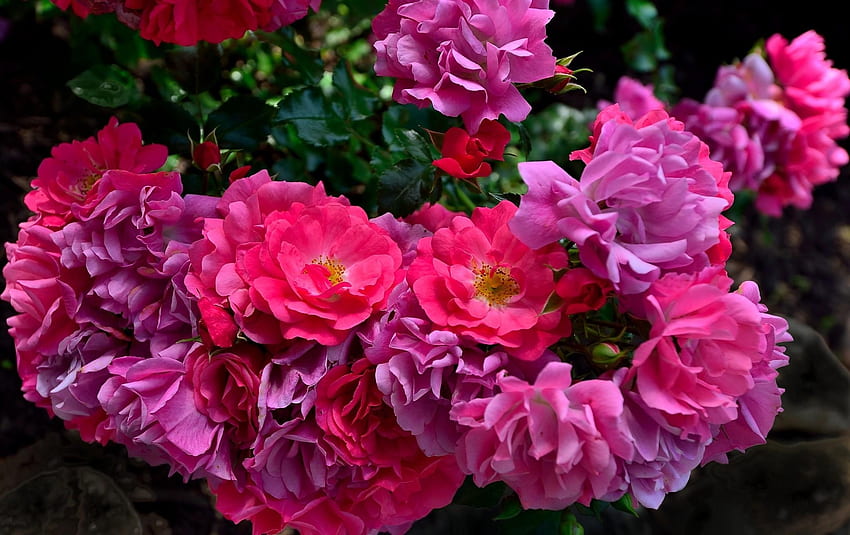 Flowers, Roses, Blur, Smooth, Disbanded, Loose, Garden HD wallpaper | Pxfuel