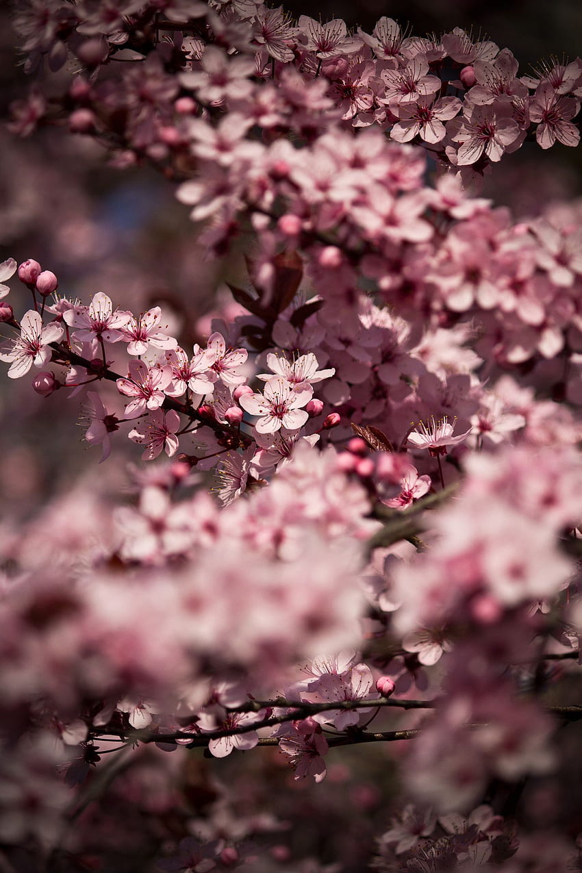 桜 - 桜の木 - 柔らかいボケ味 - 暗い色のシーン。 桜、桜日本、ブロッサム、ダーク チェリー ブロッサム HD電話の壁紙