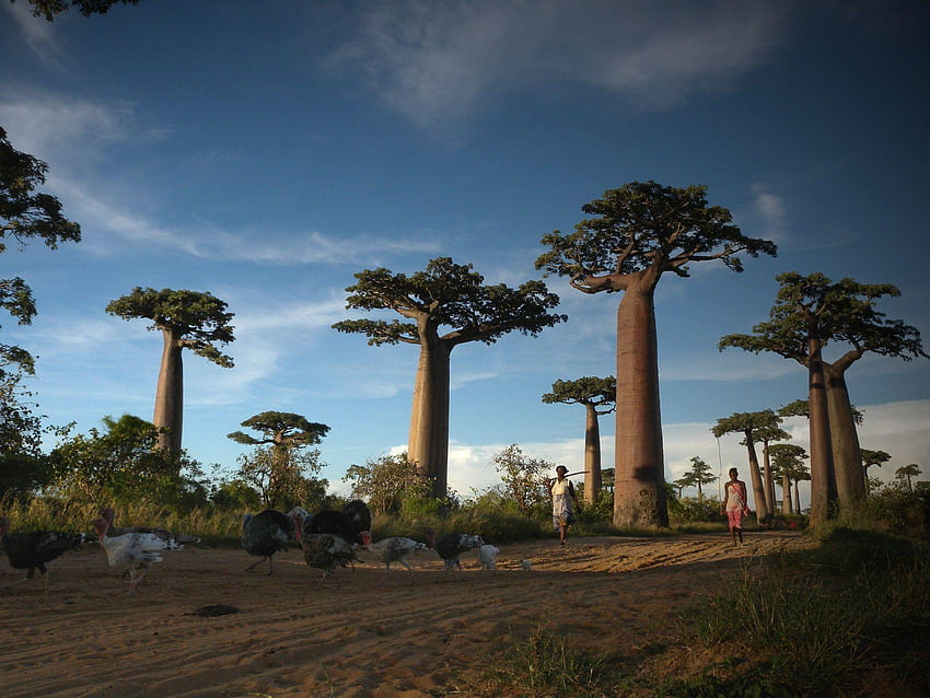 Държава Мадагаскар HD тапет