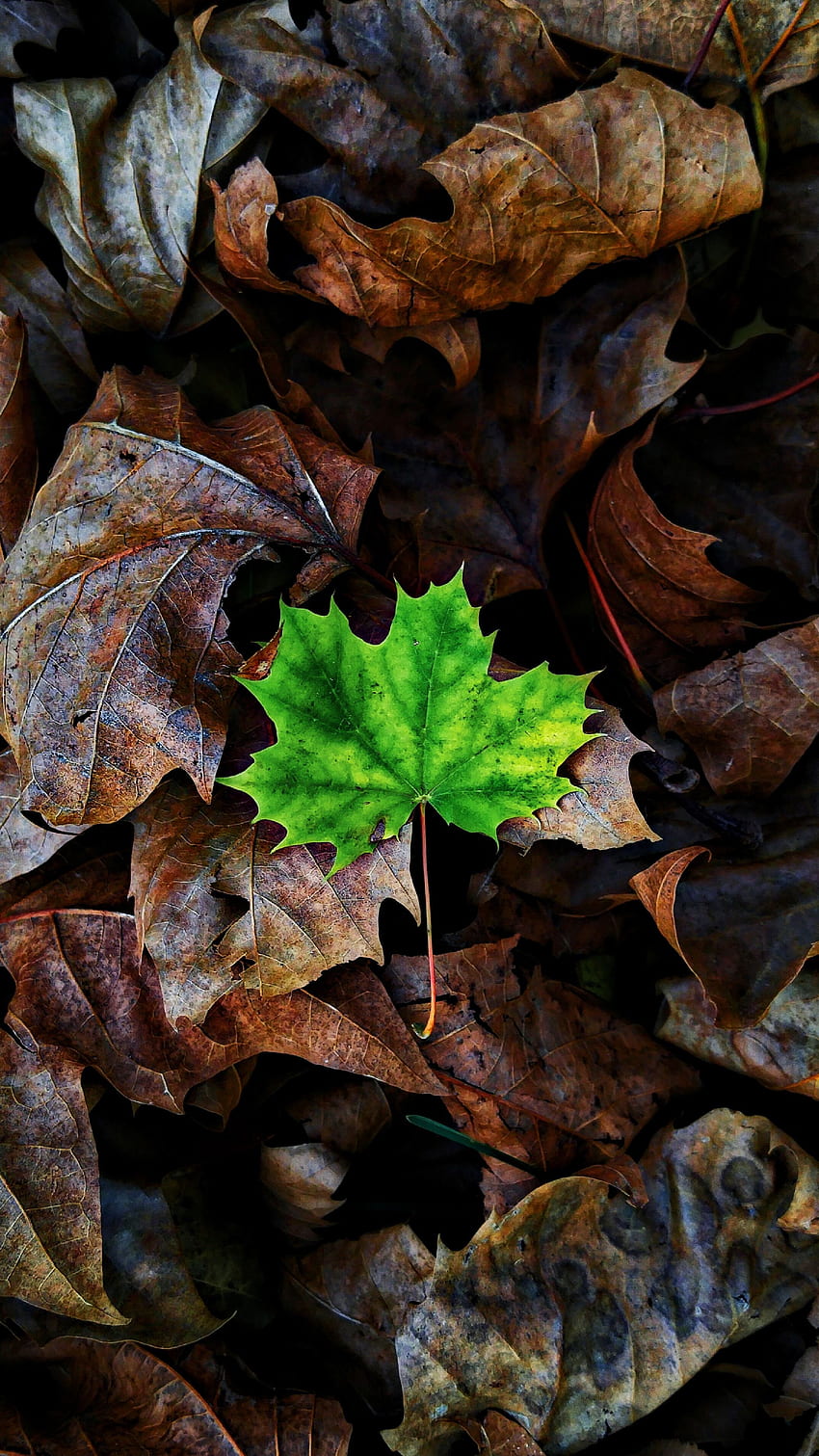 자연, 가을, 시트, 잎, 메이플, 타락한 HD 전화 배경 화면
