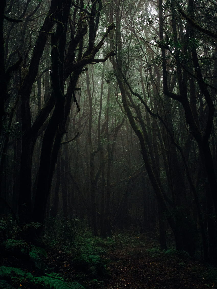 Natura, drzewa, jesień, ciemność, las, mgła, gałęzie, ponury Tapeta na telefon HD