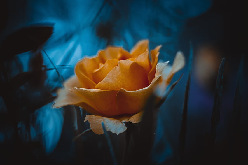 Жълта роза, портрет HD тапет