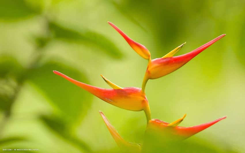 Heliconia . Heliconia HD wallpaper