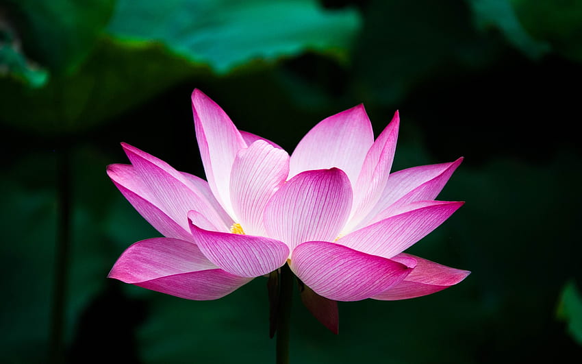 Lotus Flower, plant, nature, lotus, flower HD wallpaper