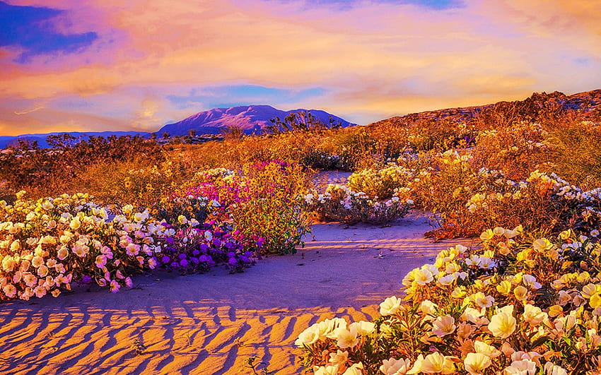 Anza Borrego Desert State Park, California, hills, plants, colors, clouds, flowers, sky, usa, sunset HD wallpaper