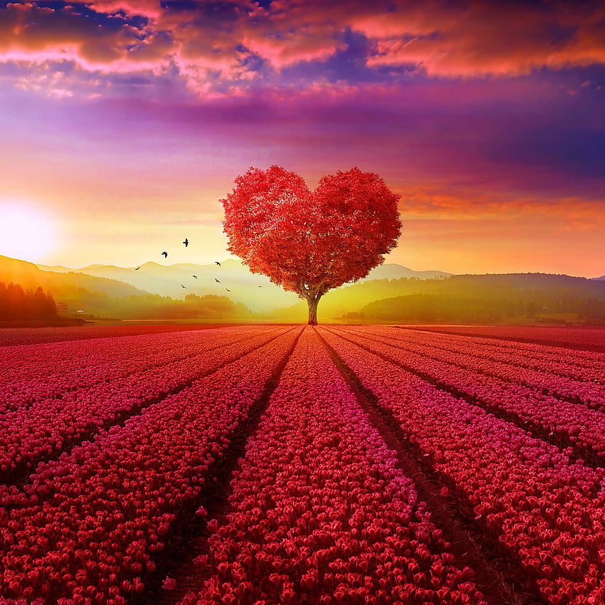 사랑의 마음, 나무, 꽃밭, 하트 트리, 일출, 붉은 풍경 HD 전화 배경 화면