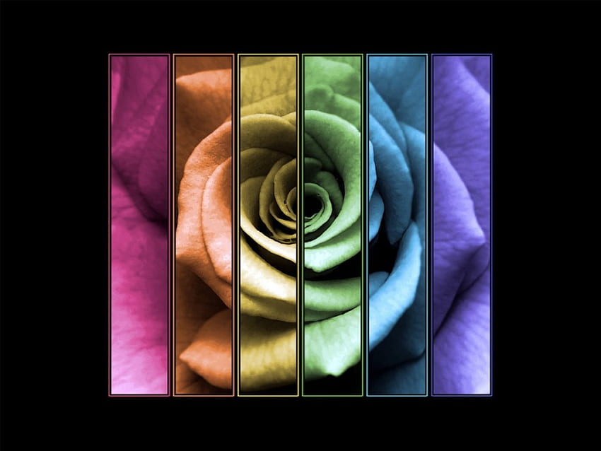 Many colors, roses, 3d HD wallpaper