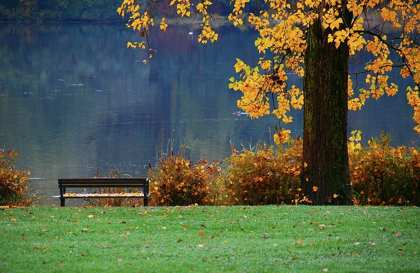 Autumn Leaves , Autumn Leaves Background, New Background, Autumn Landscape 3D HD wallpaper