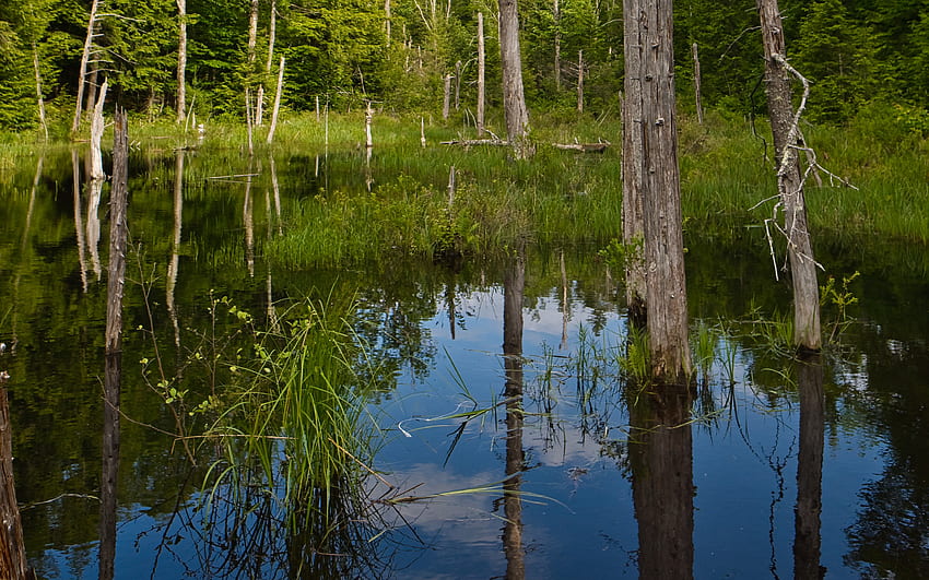 Pantano, árboles, reflejo, agua. fondo de pantalla