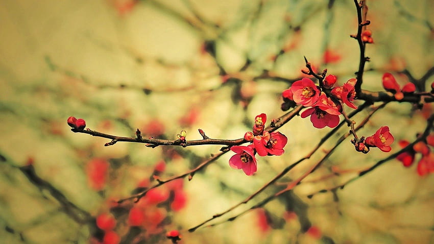 ดอกไม้ มาโคร ไม้ ต้นไม้ สาขา บลูม ออกดอก วอลล์เปเปอร์ HD