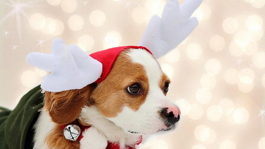 クリスマスの犬、甘い、犬、子犬、かわいい、美しい、遊び心のある、遊び心のある犬、子犬、犬の顔、かわいい、動物、顔、素敵な 高画質の壁紙