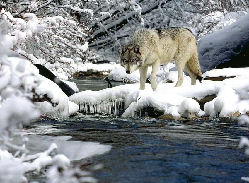 動物, 水, 川, 雪, オオカミ, 春 高画質の壁紙