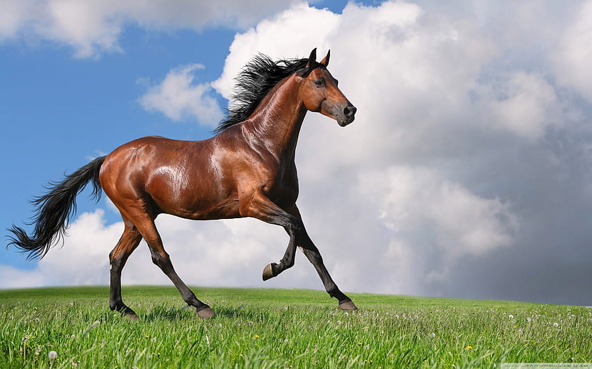 57 Running Horses [] for your , Mobile & Tablet. Explore Horse . Horses , Of Horses, Spring Horse, Galloping Horse HD wallpaper