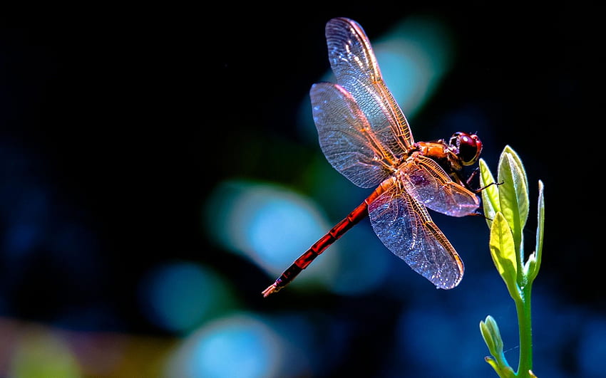 Dragonfly Computer Background [] for your , Mobile & Tablet. Explore Dragon Fly . Dragon Fly , Fly , Fly Fishing HD wallpaper