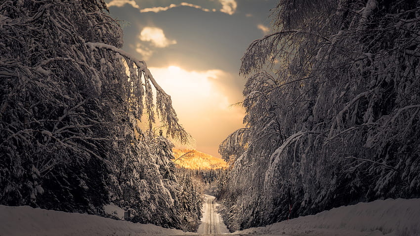 Ścieżka Drogowa Między Pokrytymi Śniegiem Zamarzniętymi Drzewami Las Zimowa Sceneria Zima Tapeta HD