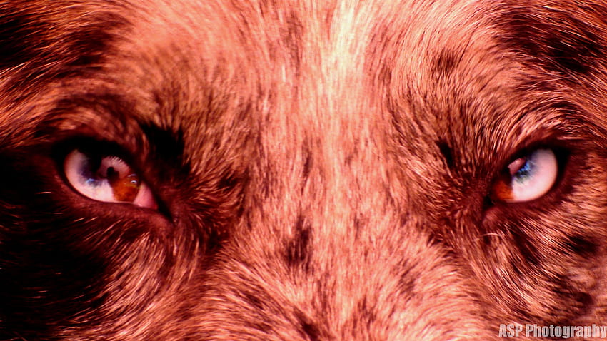 Animal Dog Eye - Resolution:, Dog Eyes HD wallpaper