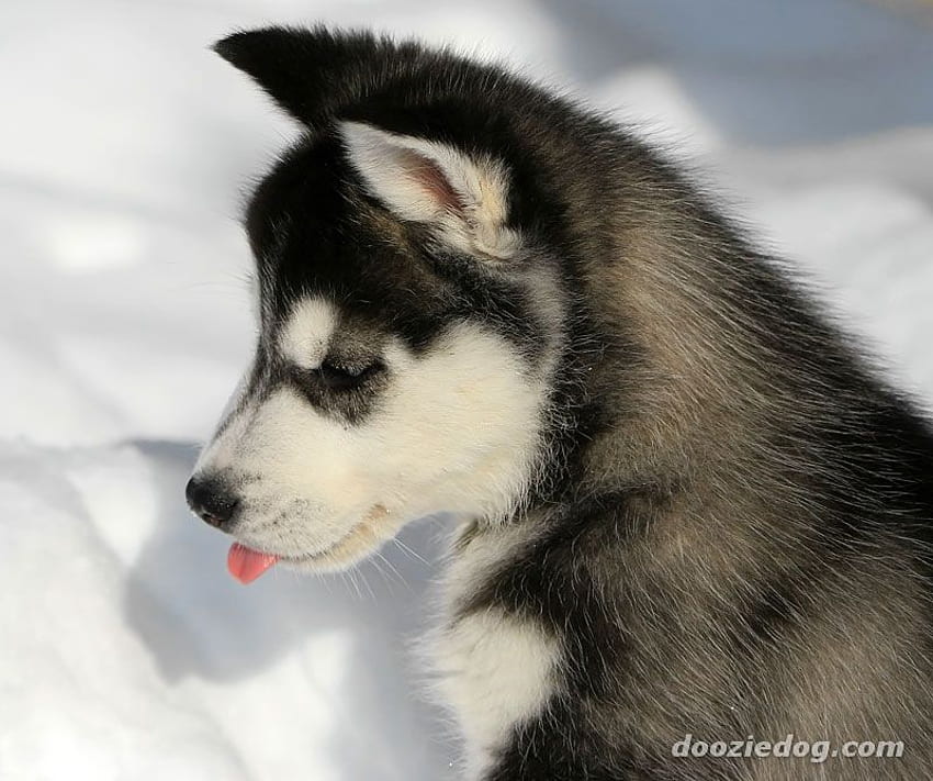 sibirischer husky, kalt, heiserer welpe, süß, schnee HD-Hintergrundbild