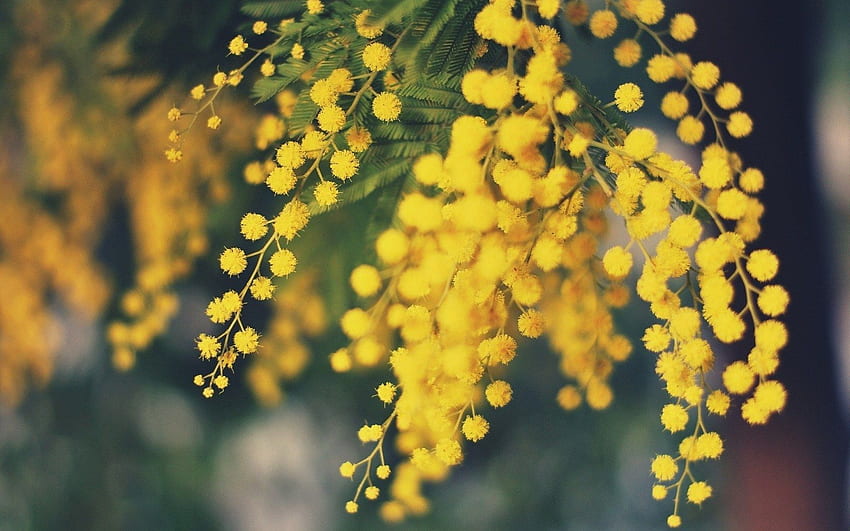 มิโมซ่า ดอกไม้ สีเหลือง ธรรมชาติ . วอลล์เปเปอร์ HD
