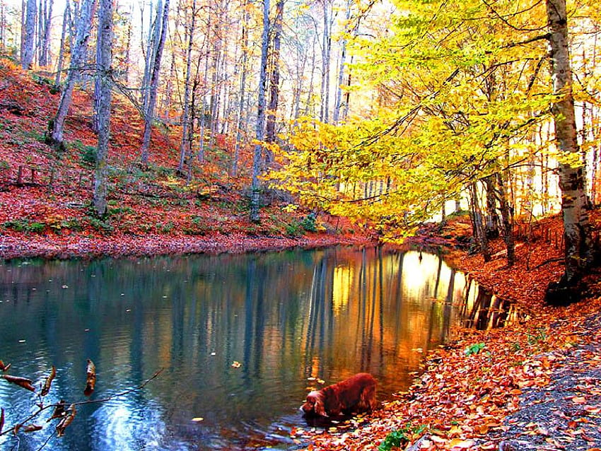 sediento, perro, río, otoño fondo de pantalla
