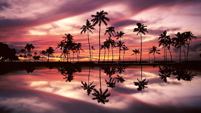 Havaí . Pôr do sol na praia, Pôr do sol, Pôr do sol na palmeira, Waikiki papel de parede HD