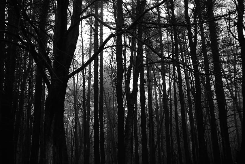 Przerażające tło lasu, przerażające czarno-białe Tapeta HD