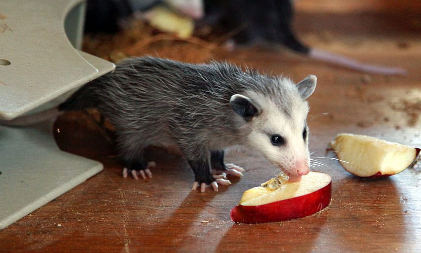 Things You Never Knew About Opossums. Opossum facts, Opossum, Baby possum HD wallpaper