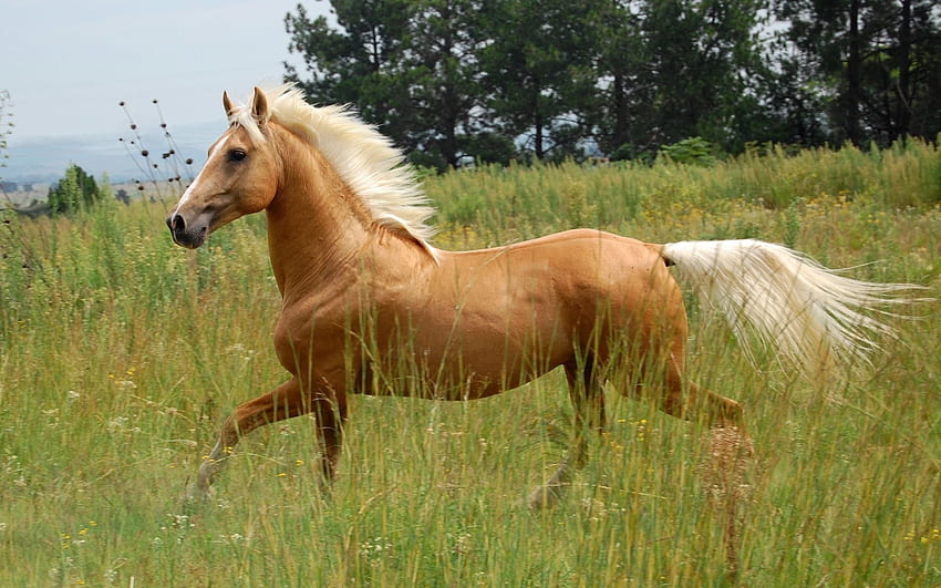 Kuda, hewan, rumput, lari, padang rumput Wallpaper HD