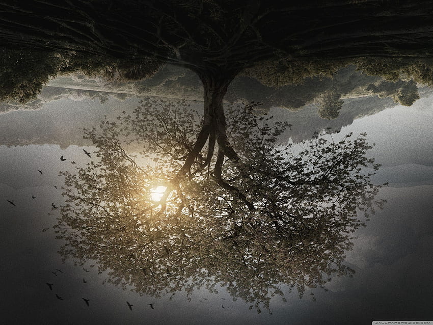 The Divergent Series Insurgent Tree Ultra Background for U TV : Tablet : Smartphone HD wallpaper