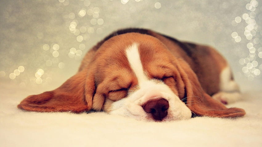 For > Beagle Puppy . Beagle puppy, Cute, Funny Beagle HD wallpaper