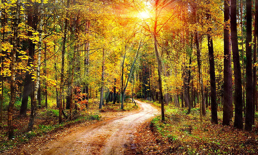 Jesień w lesie, jesień, jesień, drzewa, droga, las, spacer, liście, kolorowe, światło słoneczne, piękne Tapeta HD