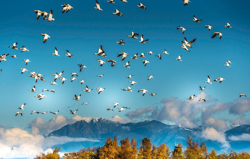 autumn, the sky, clouds, trees, flight, mountains, birds, blue, tops, height, pack, white, a lot, fly, blue sky, a flock of birds for , section животные HD wallpaper