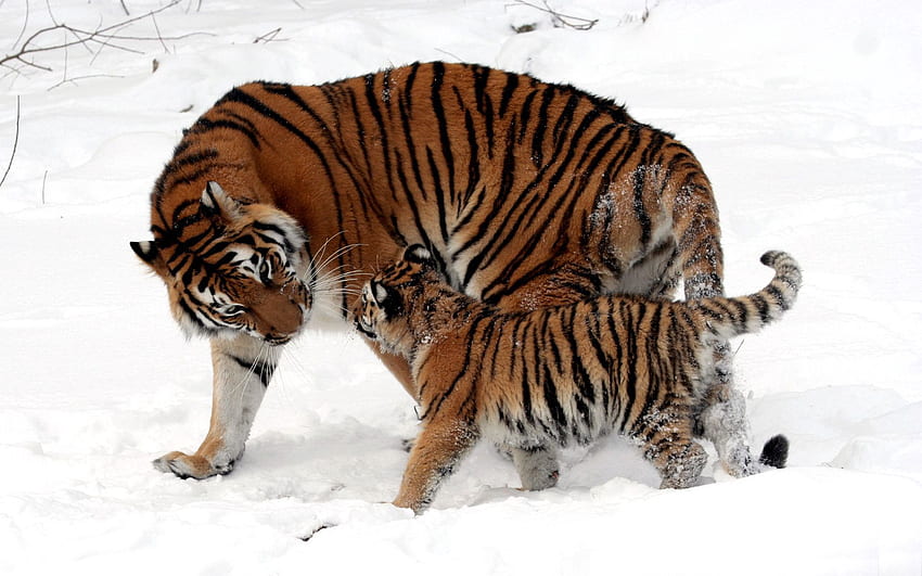 Tiere, Schnee, Jung, Tiger, Joey, Spielen, Tigerjunges HD-Hintergrundbild